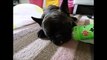 cute animals falling asleep The pug dog which sleeps with having a plastic bottle in its mouth