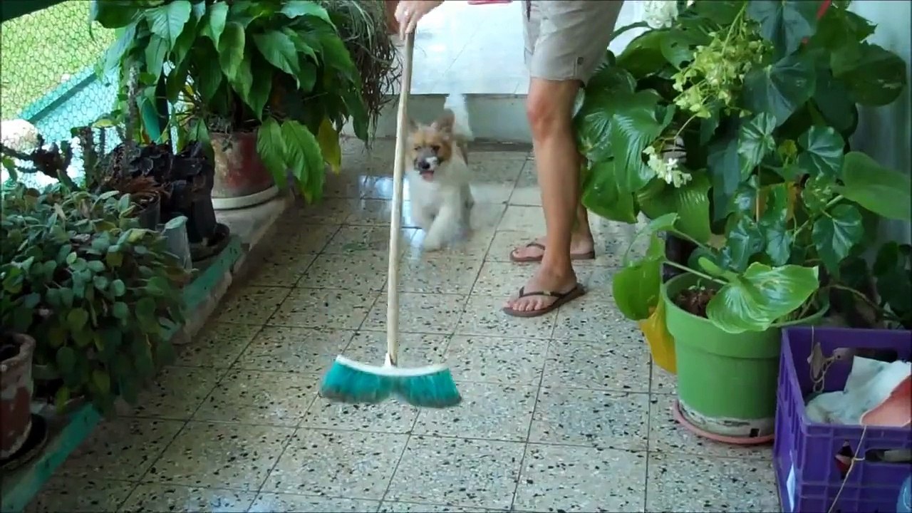 Dog Chases Broom