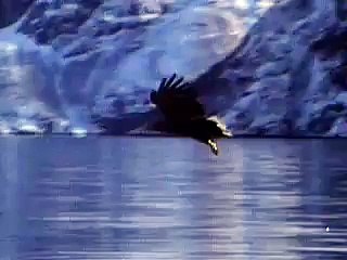 Majestic Eagle Soars High 🦅