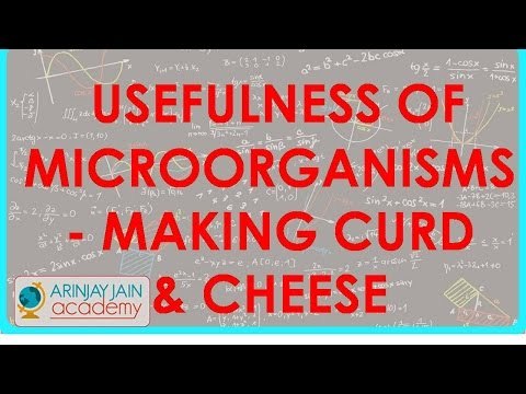 799.Biology - Usefulness of microorganisms - Making curd and cheese