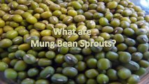 Growing Mung Bean Sprouts for Raw Sprout Nutrients