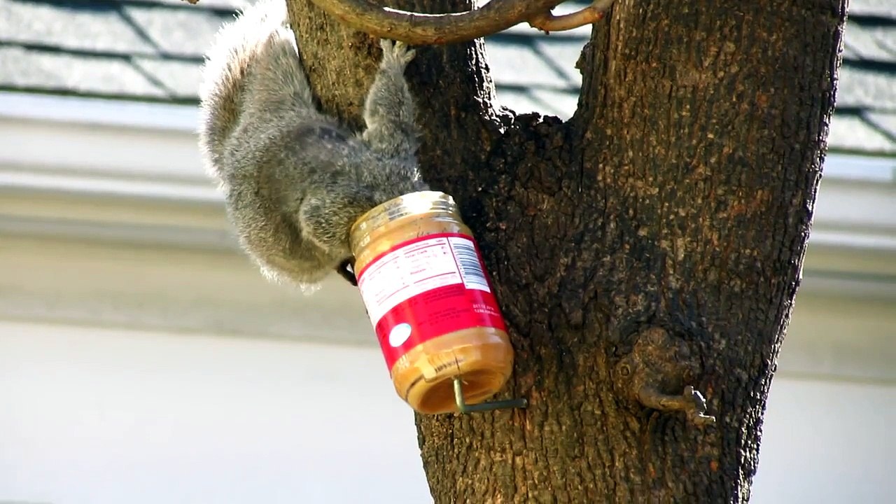 This Squirrel Loves Peanut Butter!
