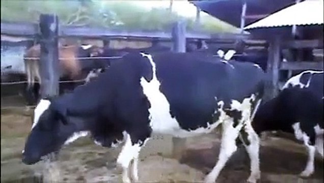 FAZENDA REFERENCIA-VENDA DE VACAS LEITEIRAS 3/4