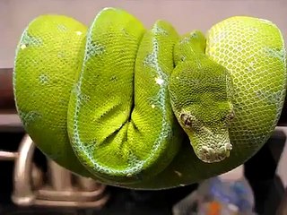 Jayapura Green Tree Python Chondro (Female)