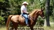 5-yr-old Sorrel Roan Tennessee Walking Horse gelding for sale