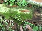 BONSAI NEW EASY METHOD # 136- SURFACE MOSS -GROWING YOUR OWN