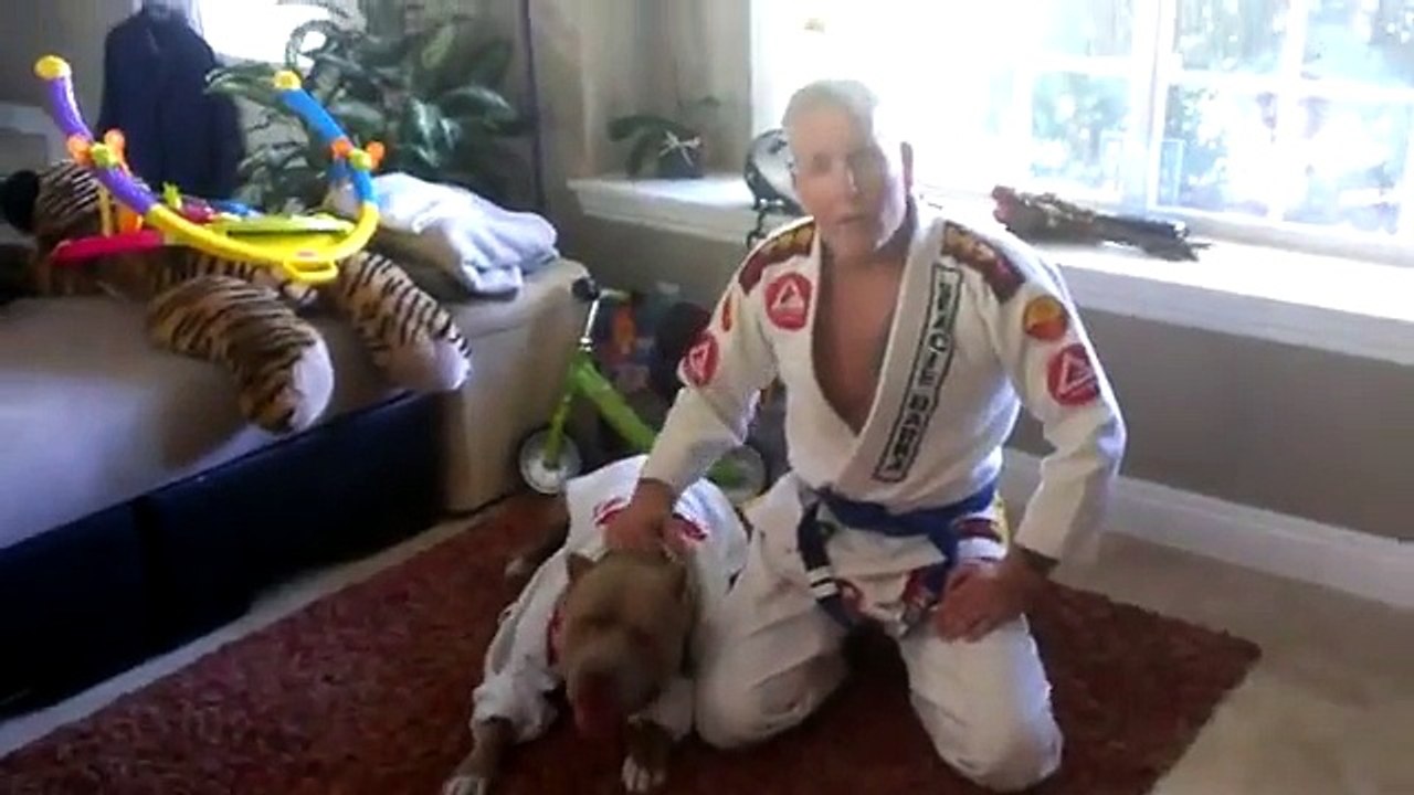 Pitbull-BJJ