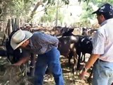 En el sur de Honduras, hatos ganaderos en buenas condiciones