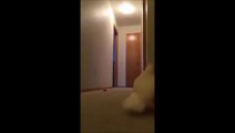 Cockatoo running in appartment yelling nonsense
