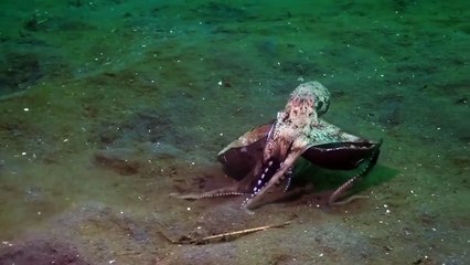 Poulpe coco en déplacement ;-) Poussin Diver