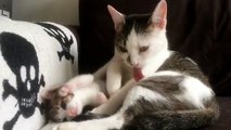 Super Cute Kitten Copies Her Mom
