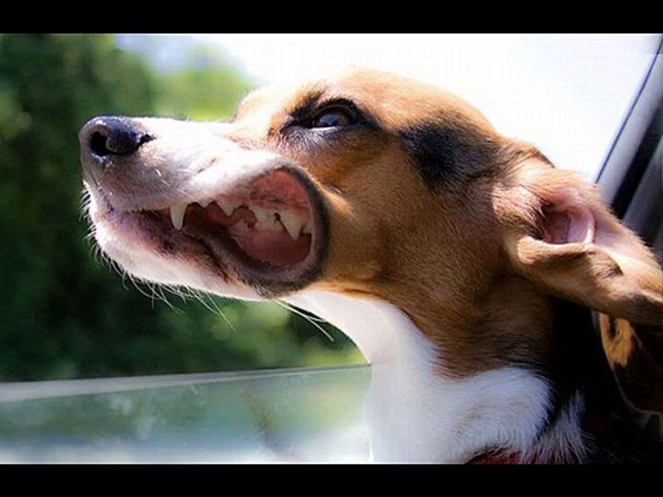 Funny Dog Faces At High Speed[1]