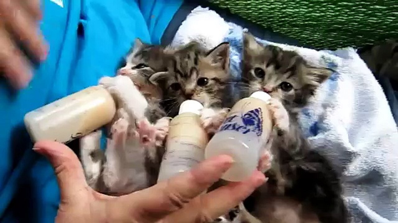 Baby Kittens All Settled for the Long Awaited Bottles