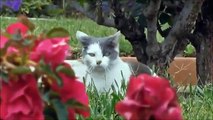 Funny Cats Compilation [Most See] Funniest Cat Videos Ever