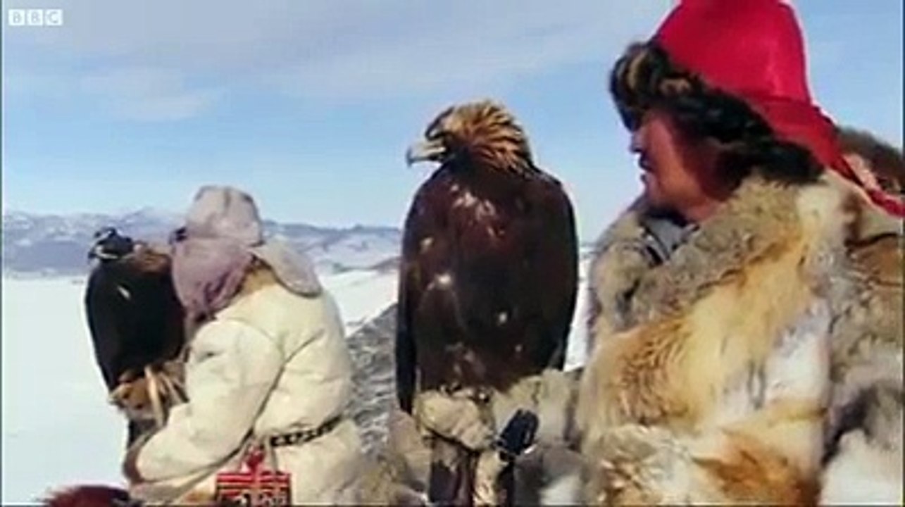 Hunting Golden Eagle Vs Fox