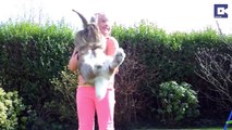 Meet Giant 4ft Rabbit Darius