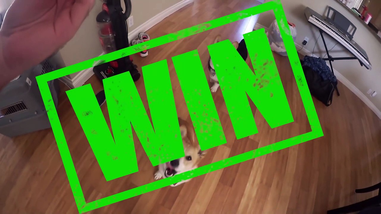 DOG CHALLENGE
