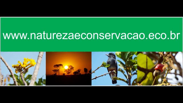 Aves do Brasil: O canto da Corruíra - Troglodytes musculus - Southern House Wren