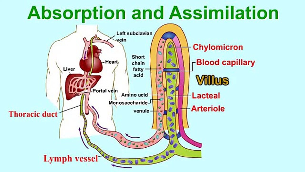 Absorption and Assimilation-VILLUS- vitamins and water enter into body fluids through the villi