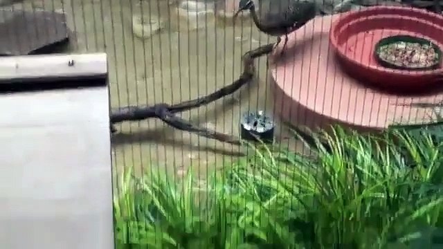 Fun with zoo animals Funny Pet Videos, Funny Cat Videos, Cute Pets-copypasteads.com