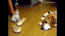 Funny Cat Videos For Kid - Funny Cat Videos Youtube-copypasteads.com