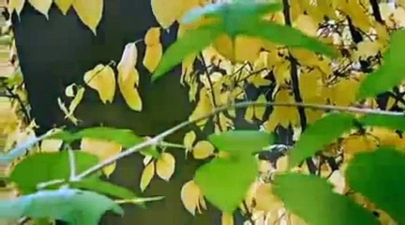 Очень красивое видео про осень