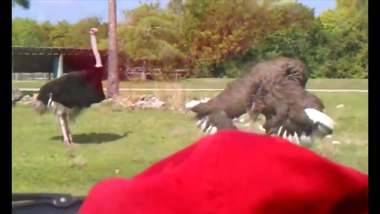 Ostriches Gone Wild - The Ostrich Edition