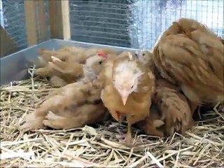 Zwerg-Italiener goldfarbig od. gelb, Wolhusen 6.5.2012 CH-6110