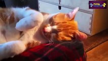 Funny Cats And Dogs Don't Want To Wake Up Compilation 2015 - Funny 2015 - Cats 720p
