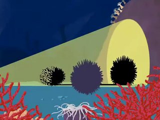 Avez-Vous Déjà Vu  - Des Oursins Qui Font des Ombres Chinois