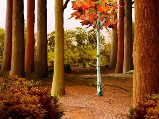 Avez-Vous Déjà Vu  - L Amour Impossible de Super Arbre