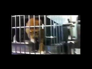 Devore Animal Shelter: Slaughterhouse (Documentary)