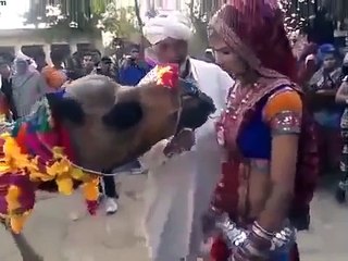 Whatsapp funny videos - The  Camel sucking a lady b**bs