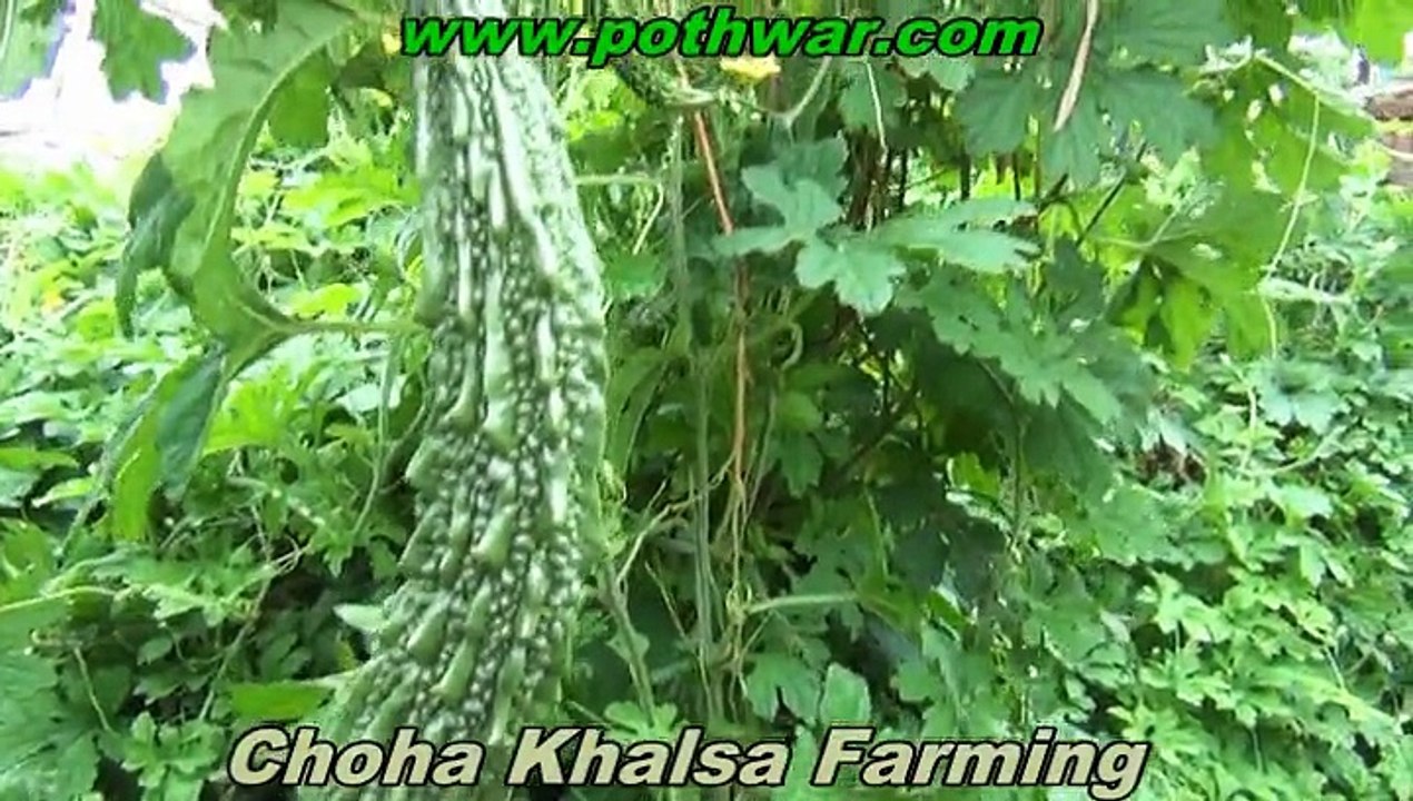 Choha Khalsa 2015
