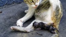 A mother cat gives birth to her kitten.. :)