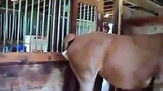 Horse Giving a Cute Foal Birth