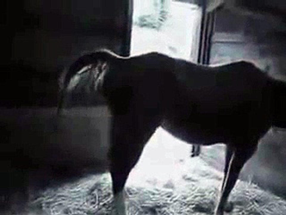 Mare Horse Giving a Cute Foal Birth