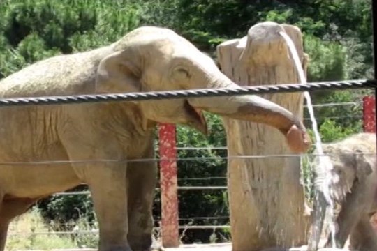 Los animales del Zoo se divierten refrescándose
