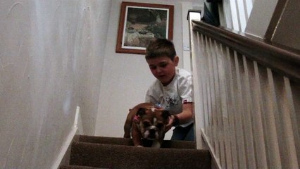 English Bulldog Honey first climb down stairs