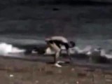 Shark attack video at Australian beach