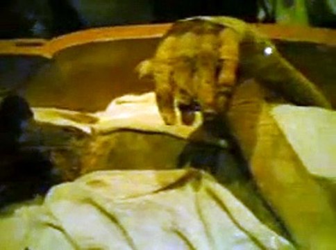 miracles of allah in egypt firon body islamic