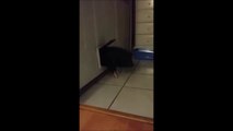 This Mini Pig Gets Stunk In Dog Door Trap