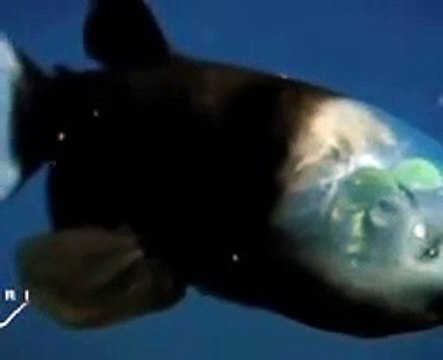 miracles of allah in islamic trust for fish eyes