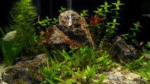 My 36 Gallon Bowfront Aquascape/Planted Aquarium