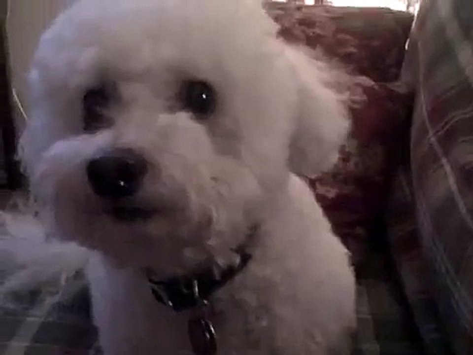 Baxter Bichon Blitz