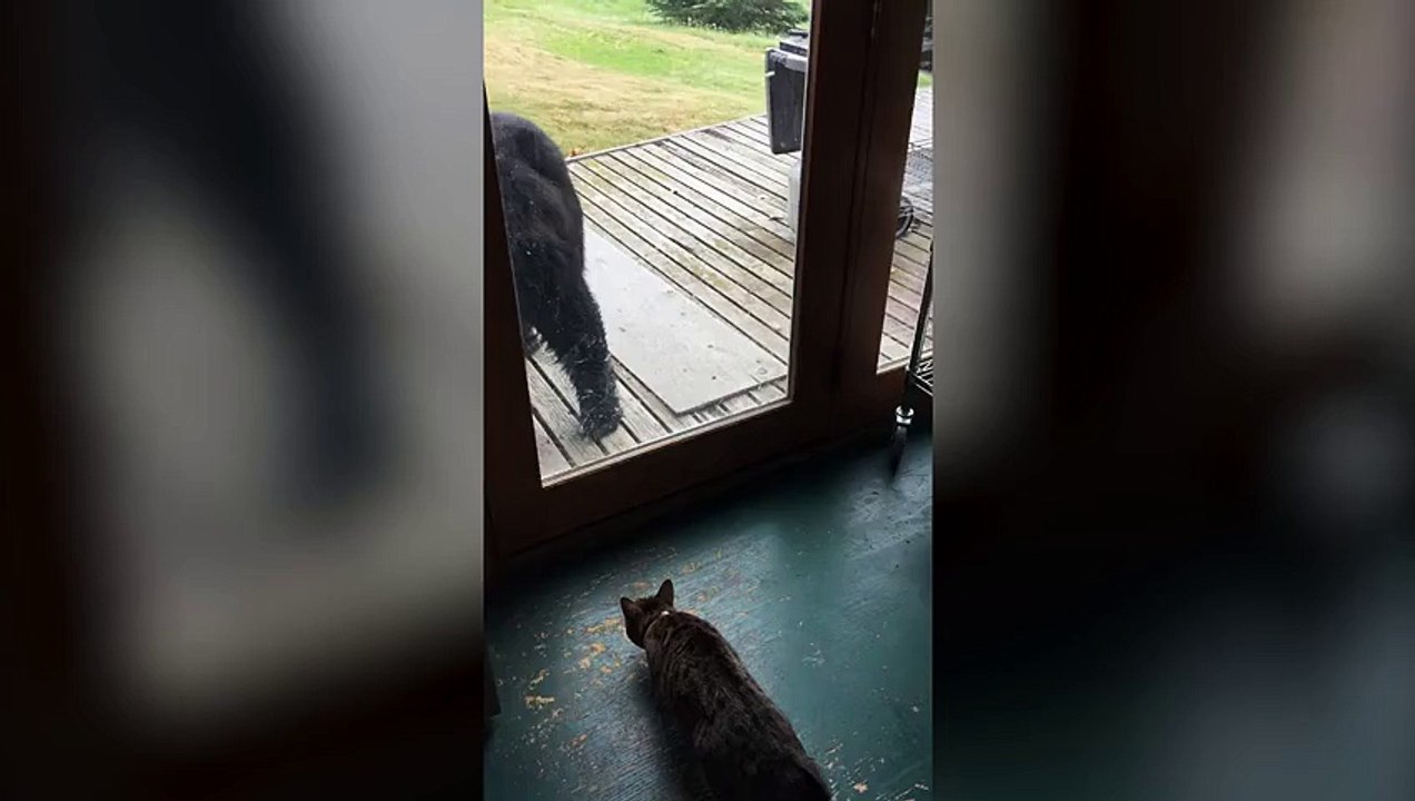 Insolite : ce chat parvient à effrayer un ours immense