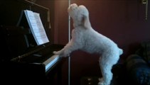 Ce chien joue du piano et chante quand il est tout seul à la maison