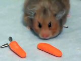 Funny Dwarf HAMSTERS