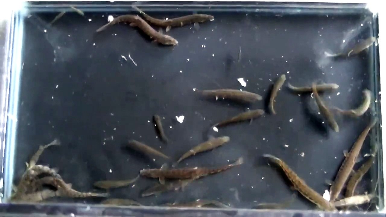 ペットボトル仕掛けを川に投げてとれた【魚・エビ・ドジョウ】 fish bottle trap