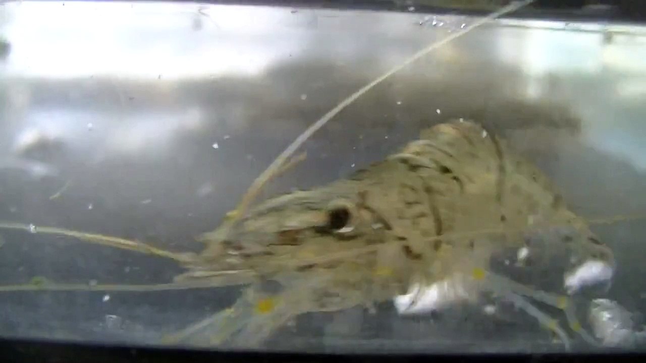 ペットボトル仕掛けを川に投げてとれた【魚・エビ・ドジョウ】の水中 fish bottle trap